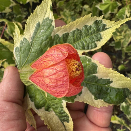Abutilon Souvenir de Bonn