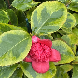 Camellia Kifukurin-benikarako