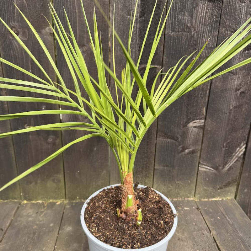 Jubaea chilensis 5 litres