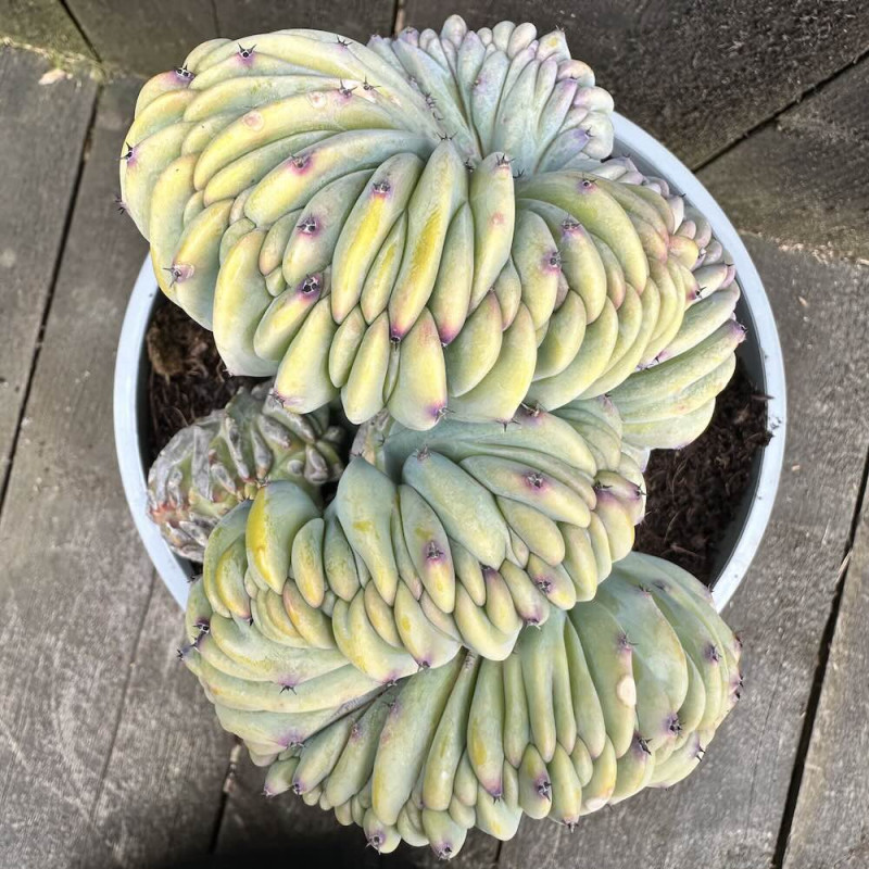 Myrtillocactus geometrizans cristata