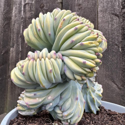 Myrtillocactus geometrizans cristata