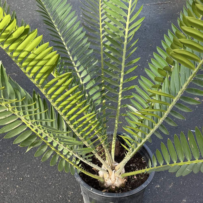 Encephalartos natalensis