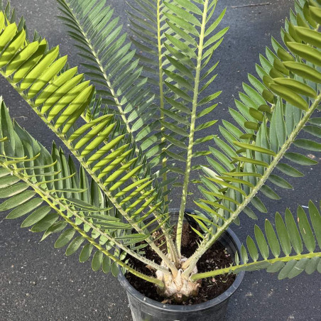 Encephalartos natalensis