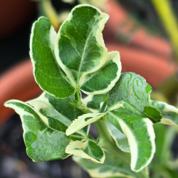 Poncirus trifoliata variegata - Création Mas Bachès