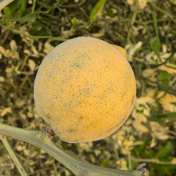 Poncirus trifoliata variegata - Création Mas Bachès
