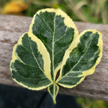 Poncirus trifoliata variegata - Création Mas Bachès