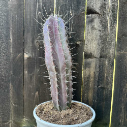 Cereus pruinosus