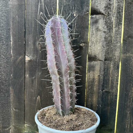 Cereus pruinosus