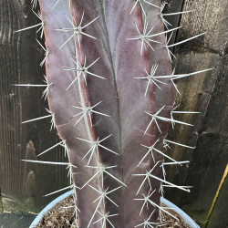 Cereus pruinosus