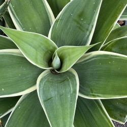 Agave attenuata variegata
