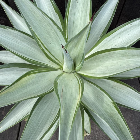 Agave desmetiana Silver Star