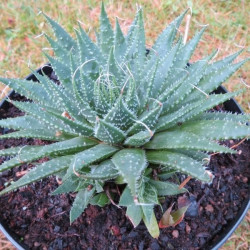 Aloe aristata