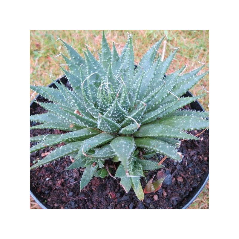 Aloe aristata