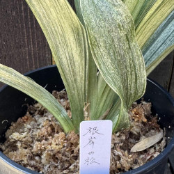 Rohdea japonica Negishi No Matsu