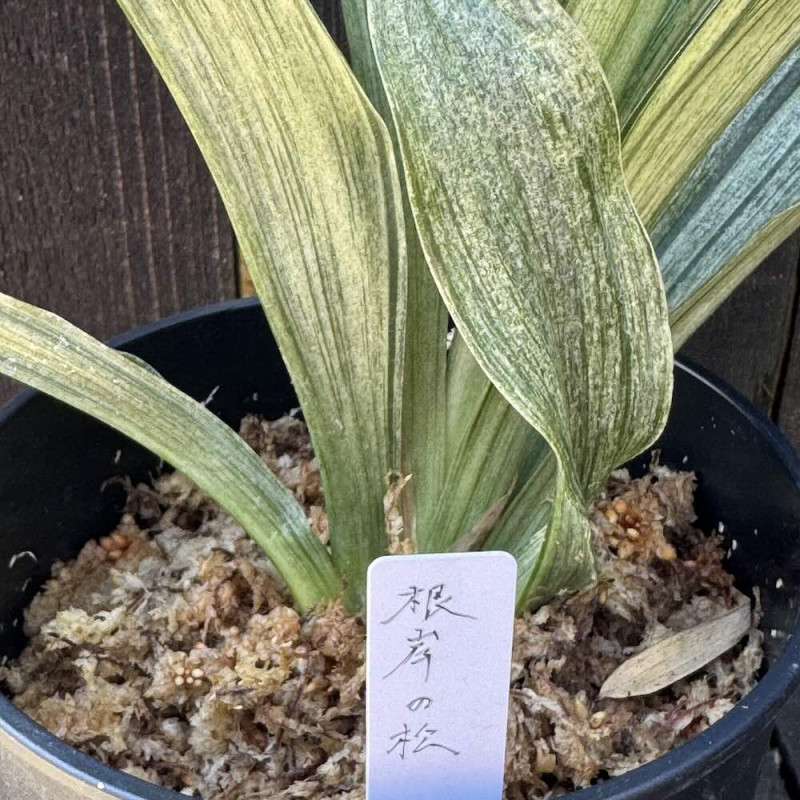 Rohdea japonica Negishi No Matsu