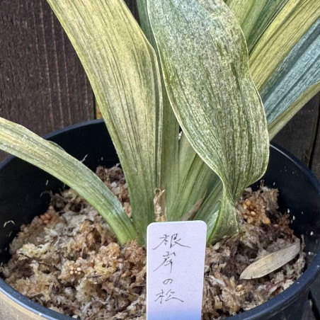 Rohdea japonica Negishi No Matsu