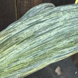 Rohdea japonica Negishi No Matsu