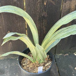 Rohdea japonica Negishi No Matsu