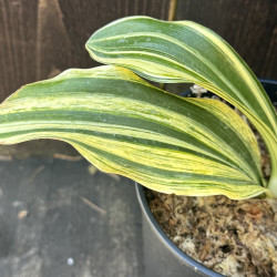 Rohdea japonica Shigure