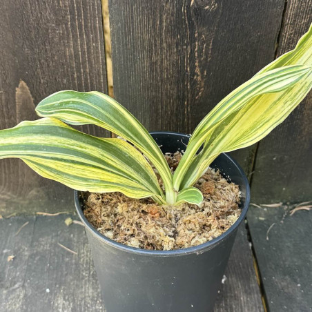 Rohdea japonica Shigure