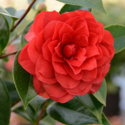 Camellia Stromboli®