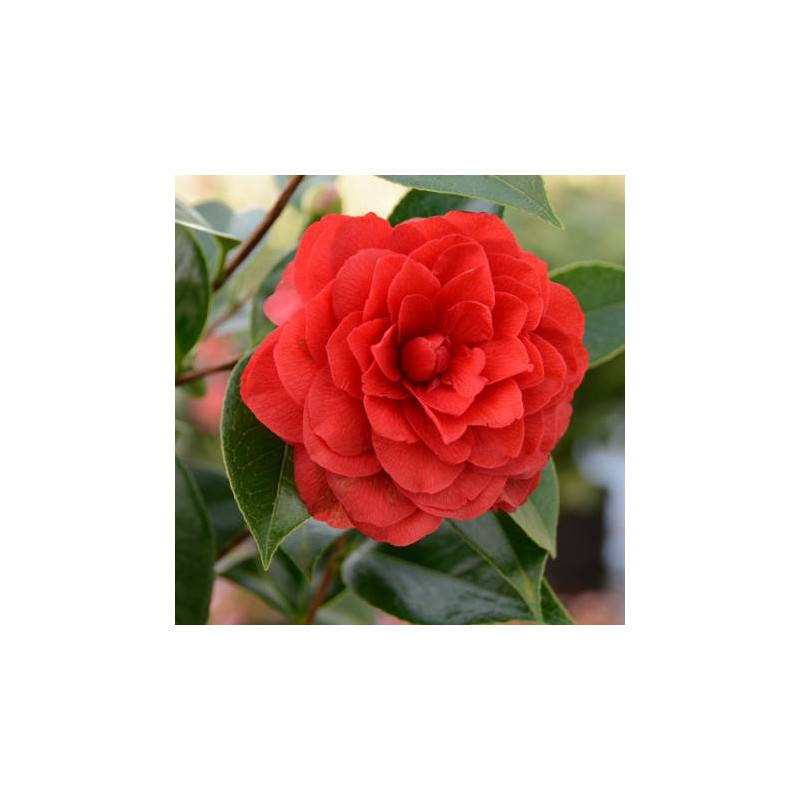 Camellia Stromboli®