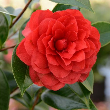 Camellia Stromboli®