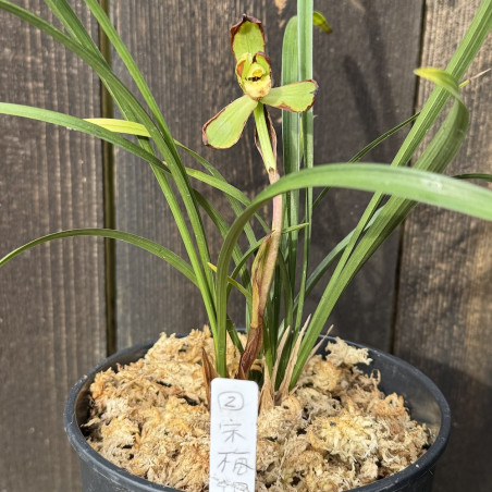Cymbidium goeringii Soubai