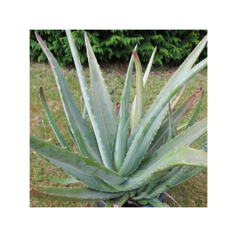 Plante Aloe Vera Bio