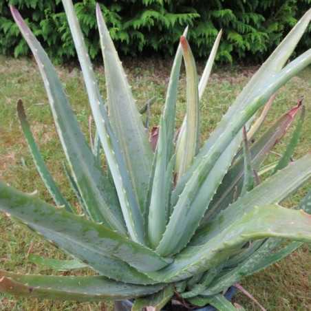 Aloe vera