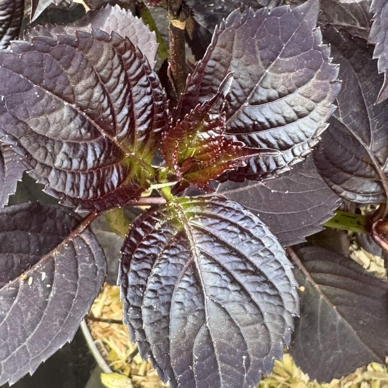 Hydrangea serrata Black Velvet