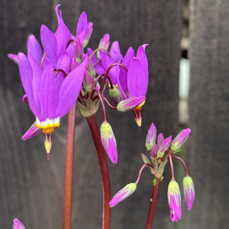 Dodecatheon meadia