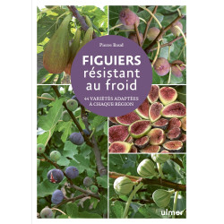 Livre Figuiers résistant au froid
