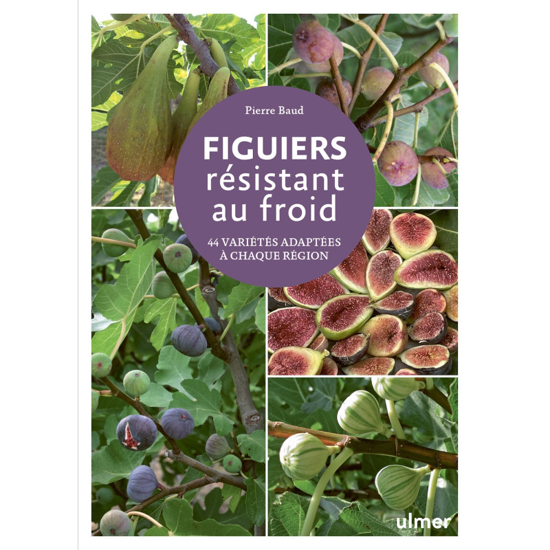 Livre Figuiers résistant au froid