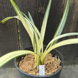 Cymbidium sinense Zuikou