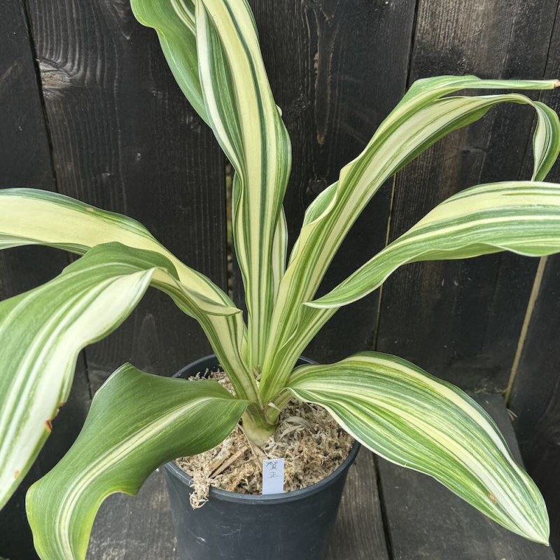 Rohdea japonica Gasho Shima