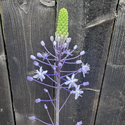 Scilla Blue Arrow