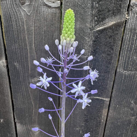 Scilla Blue Arrow