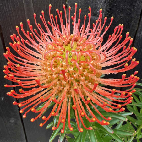 Leucospermum Succession