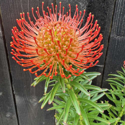 Leucospermum Succession