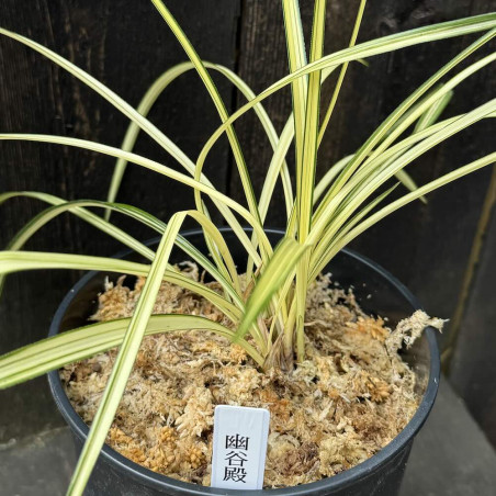 Cymbidium goeringii Yugumo Nishiki