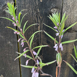 Polygonatum curvistylum