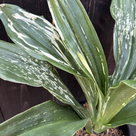 Rohdea japonica Zansetsu