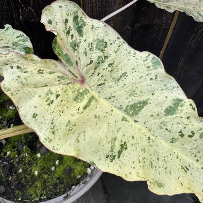 Colocasia Pink Kinnari
