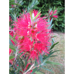 Callistemon mini red