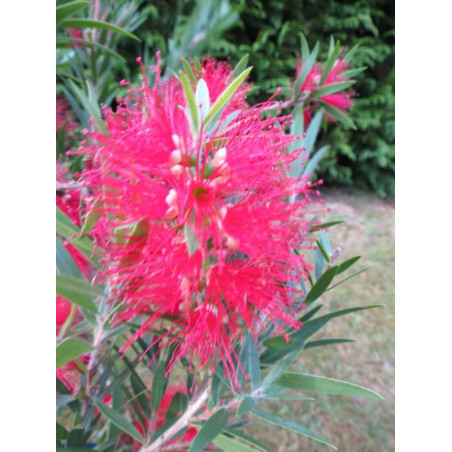 Callistemon mini red