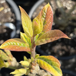 Syringa emodi aureovariegata