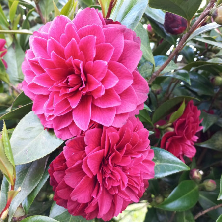 Camellia Manuroa Road