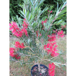 Callistemon mini red