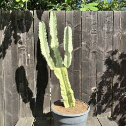 Euphorbia ingens variegata